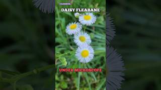 Daisy Fleabane Under Microscope Flower [upl. by Oskar]