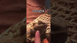 They can🤩🤩 reptiles petlizard funny beardeddragon lizard beautiful petreptile lizardlove [upl. by Ojeillib]