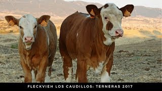 Terneras Simmental Fleckvieh [upl. by Mcginnis670]