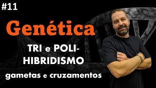 Segunda Lei de Mendel  Trihibridismo e Polihibridismo [upl. by Rempe]