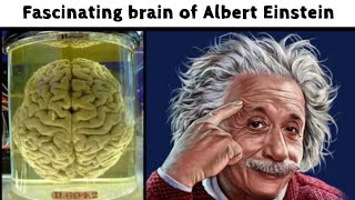 How Albert Einstein brain was different from others  life lesson [upl. by Lenahtan230]