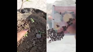 why we should never use clayey soil for plants  this for gardening [upl. by Imugem668]