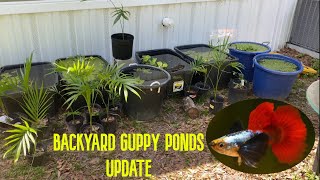 My Backyard Guppy Pond Update [upl. by Mariandi]