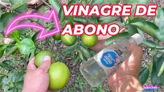 BENEFICIOS del VINAGRE en el LIMONERO Cómo MEJORAR cosecha de LIMONES limonero limon abono [upl. by Dorn414]