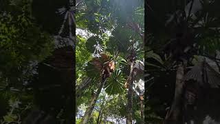 LICUALA PALM FAN PALM KURANDA queenslandtourism cairnslobster travelvideo [upl. by Audrie]