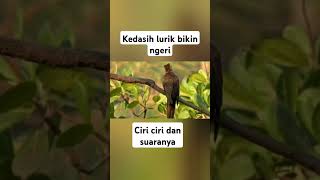 Burung kedasih lurik [upl. by Lenneuq553]