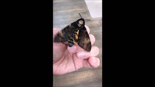 Death Head Hawk Moth  Squeaking Sounds [upl. by Lagasse56]