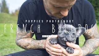 PHOTOSHOOT  BLUE FRENCH BULLDOG [upl. by Kind363]