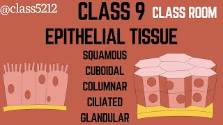 Epithelial tissue class 9 biology notes [upl. by Bord]