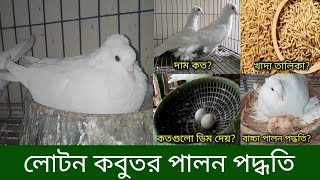 লোটন কবুতর পালন পদ্ধতি  লোটন কবুতরের দাম কত  Loton pigeon Rearing loton pigeon price in bd [upl. by Lunetta819]