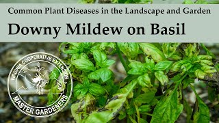 Downy Mildew on Basil  Common Plant Diseases in the Landscape and Garden [upl. by Gilberto]