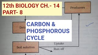 Class 12 biology chapter 14Part 8Carbon and phosphorous cycleStudy with Farru [upl. by Ledif]