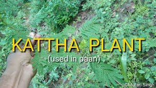 Kattha plant  Kattha used in paan  Paan [upl. by Vaughan]