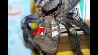 Poecilotheria metallica molts  Линька пецилотерии металлика [upl. by Emya]