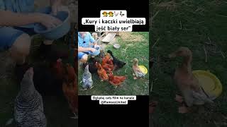 👨‍🌾👩‍🌾🐓🦆„Kury i kaczki uwielbiają jeść biały ser” ogród ogrodnictwo rolnictwo kury kaczki [upl. by Lekcim]