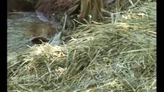 Vermicompost pit preparation in Karnataka [upl. by Bora]