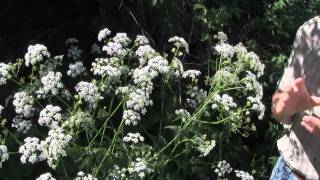 Wild Chervil identification of the Wisconsin Invasive Species Anthriscus sylvestris [upl. by Aniroz]