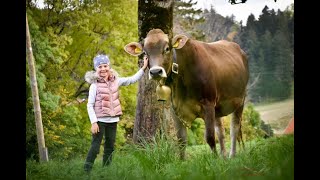 Das Braunvieh und seine Vorzüge Brown Swiss [upl. by Adaiha]