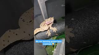 😂🤣 crestedgecko geckos lizard reptiles pets themoreyouknow cute dalmatian spots spot [upl. by Gwenneth]