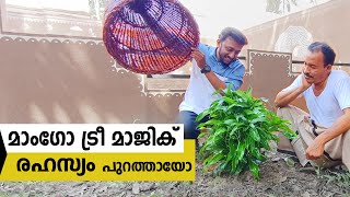 മാംഗോ ട്രീ മാജിക് രഹസ്യം പുറത്തായോ  Mango Tree magic  Tricks Episode 168 [upl. by Island]