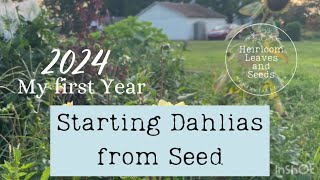 39 Starting Dahlias from Seed  Heirloom Leaves and Seeds Dahlia gardening flowerfarmer garden [upl. by Oiramel936]