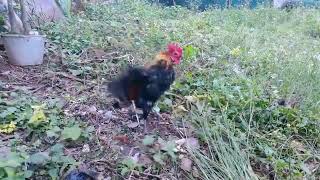 My Lovely Rooster Pet So Cool 😎 [upl. by Ahsinrat190]