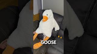 Duck Duck Goose [upl. by Tait]