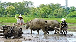 Traktor Petani Buruh Tani Kerbau Mesin Penanam Padi Bekerja Di Sawah [upl. by Renie]