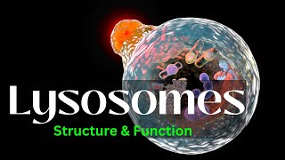 Lysosomes Structure and Function biology Cell Biology [upl. by Asereht558]