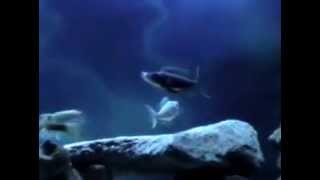 Benthochromis Horii three stripe cichlid giant featherfin PT3 [upl. by Oiracam]