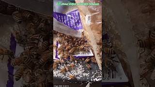 Bees attack sugar bags insects hymenoptera wildlife caymanislands [upl. by Hendry]