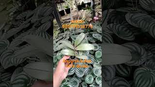 bulan mini doritisyoutube online orchid jualan tanamanhias anggrek dendrobium phalaenopsis [upl. by Isaac947]