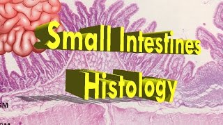 Small Intestines Histology HampE [upl. by Urias264]