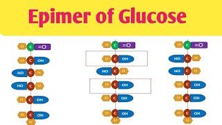 Epimer of Glucose Difference in Glucose amp Mannose Difference in Glucose amp Galactose [upl. by Kerril]