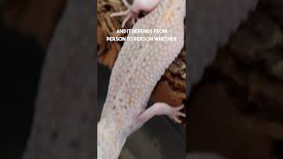 3Legged Leopard Gecko  PET vs BREEDER QUALITY [upl. by Haron]