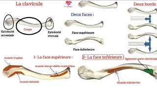 ostéologie  la clavicule [upl. by Lavella]