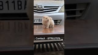 Toy Pomeranian puppy  Tamil  more enquiries contact me  shorts shortsfeed pets dog [upl. by Liebman623]