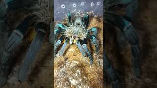 Feeding Time for my Cyriopagopus Lividus  Green Femur  tarantula [upl. by Oiraved]