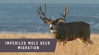 Imperiled Mule Deer Migration Wildlife [upl. by Youngran]