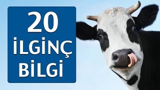 Hayvanlarla İlgili OHA Diyeceğiniz 20 Bilgi [upl. by Breech]