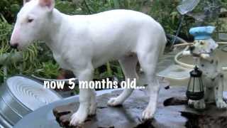 English Bull Terrier quotMini Meaniequot [upl. by Elpmet]