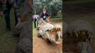 Worlds Oldest Crocodile 😲 [upl. by Knapp]