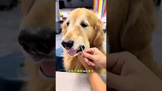 Pretend to be bitten by a dog to see how the dog will react Golden Retriever daily life video [upl. by Julie]