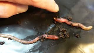 How to identify RED WIGGLERS What my Fat Reds Eisenia fetida look like [upl. by Zulch446]