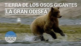 Tierra de los Osos Gigantes La Gran Odisea  Naturaleza  Planet Doc [upl. by Nekial]