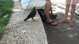 A Very Smart Bird  Thirsty crow comes to humans for help [upl. by Kaazi]