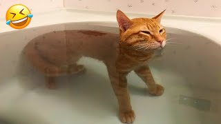 Funniest Animals 2024 😆 Best Funny Cats and Dogs Videos 😻🐶 Part 30 [upl. by Leis446]