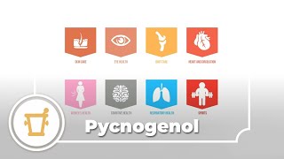 Pycnogenol  a video infographic [upl. by Eenaffit701]