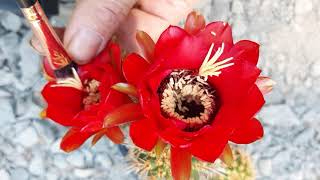 Trichocereus crassicaulis Echinopsis crassicaulis Lobivia crassicaulis  Cactus Jerk [upl. by Nikolaus]