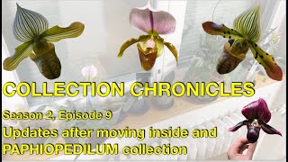 Collection Chronicles  Szn 2 Ep 9  Updates after moving inside and PAPHIOPEDILUM collection [upl. by Rehpitsirhc960]